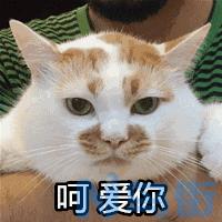 猫为什么没有被驯化？