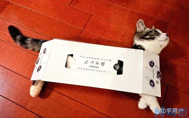 猫毛过敏怎么办？