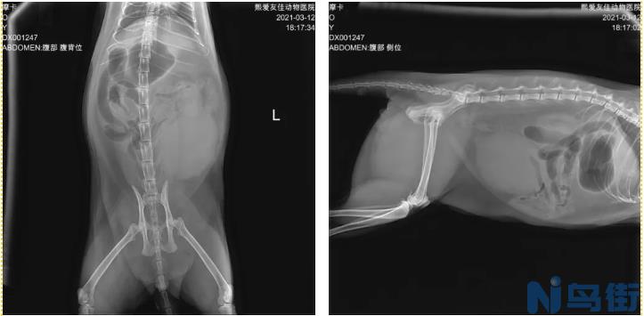 猫咪肾衰竭好转症状？