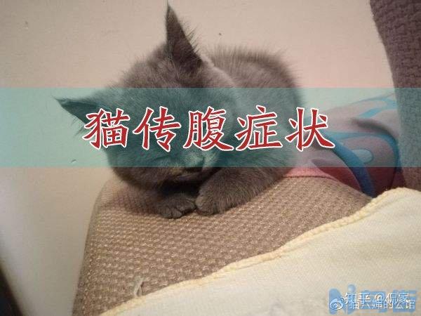 湿性猫传腹后期症状？