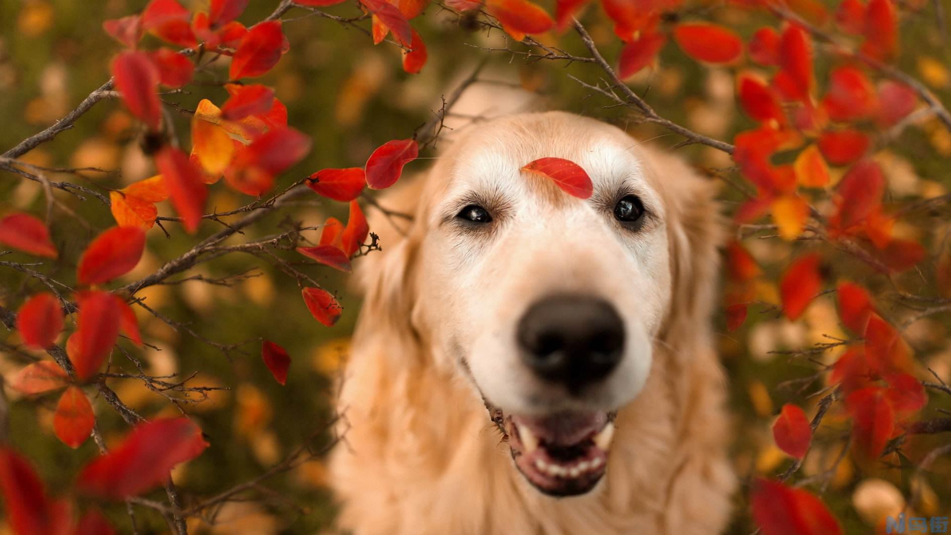 狗狗溢脂性皮炎的症状？