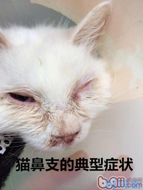 小猫脓皮病怎么？