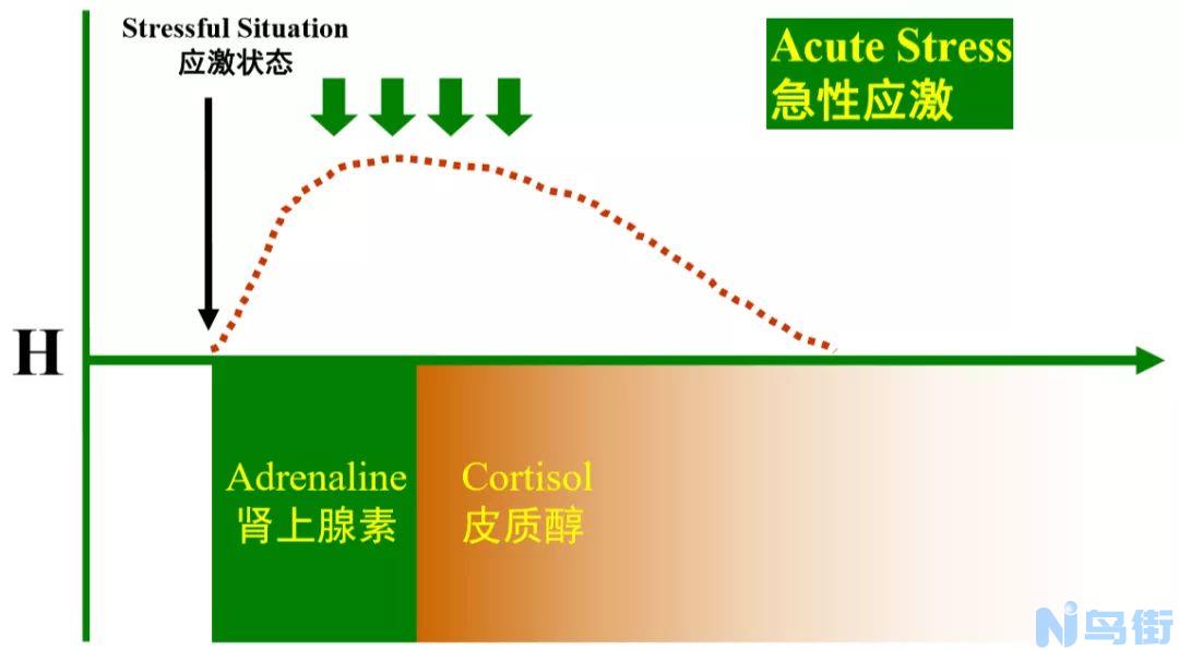 猫咪血清正常还会有肾衰竭问题吗？