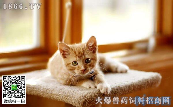 猫咪胰腺炎和肠胃炎的区别？