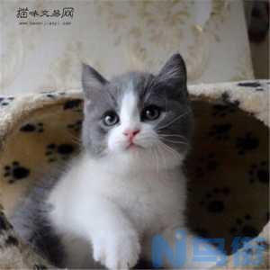 苏格兰折耳蓝猫吃什么？