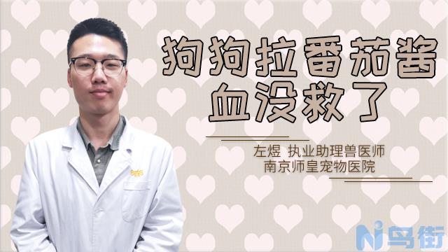 狗尿血呕吐是什么原因？