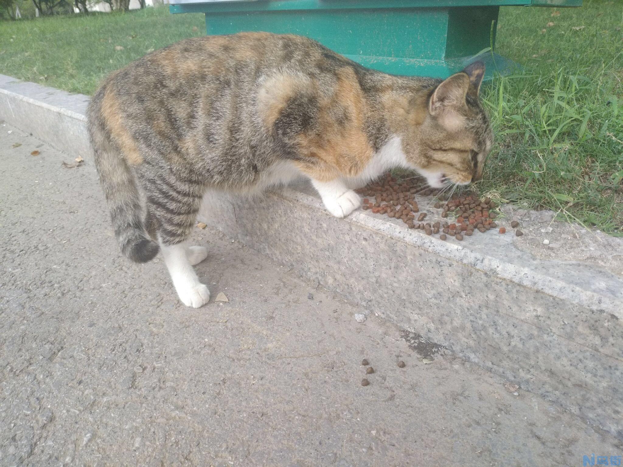 流浪猫狗的危害怎样预防？