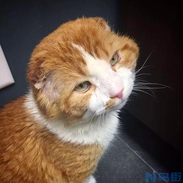 猫鼻支初期治疗？