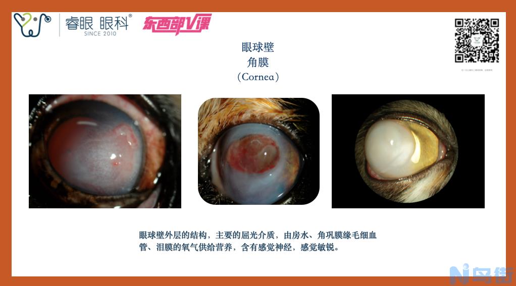 猫角膜溃疡治疗？