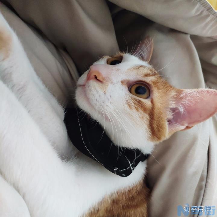 猫肾不好怎么治疗？