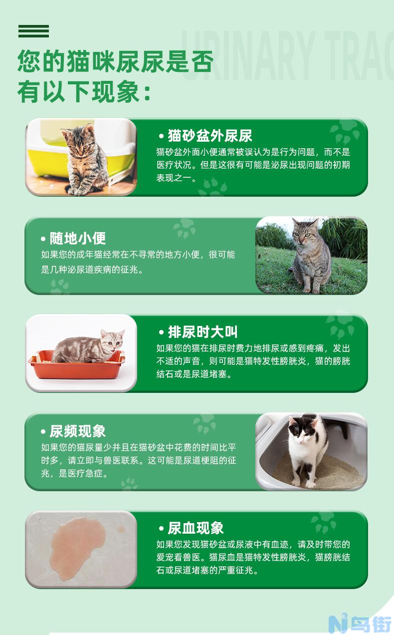 猫咪尿道炎？