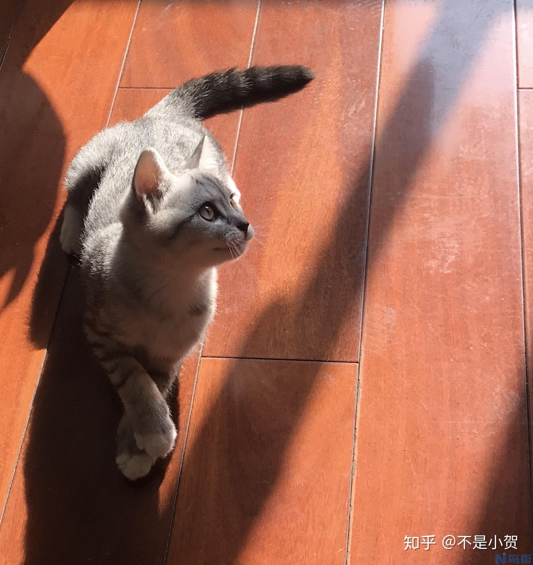 怎么检查猫有没有奶？