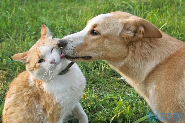 潜伏期的猫怎么检查狂犬病？