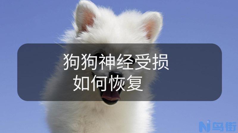 狗狗神经受损如何恢复？