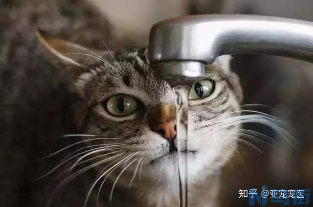 猫肾炎的症状？