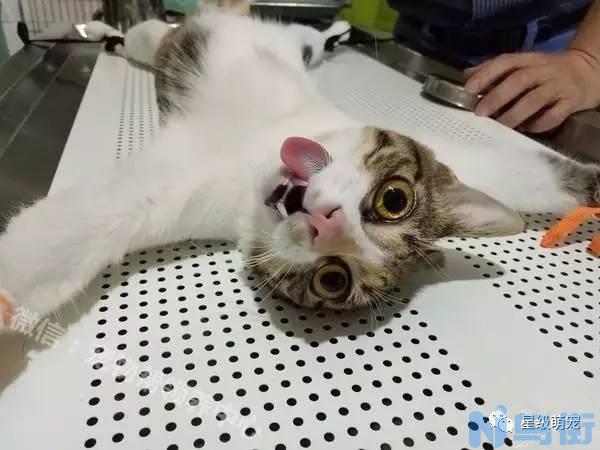 猫吃小鸡吗？