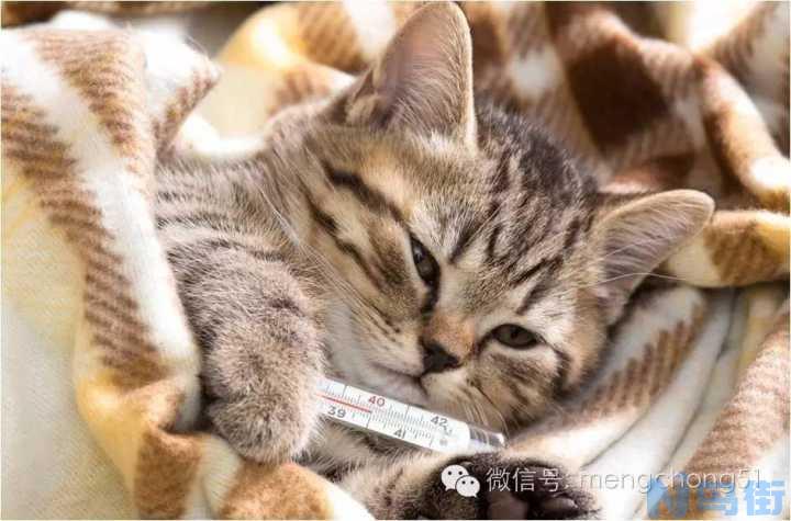 猫传染性腹膜炎怎么检查？