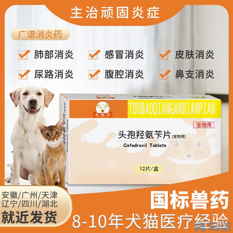 泰迪犬窝咳怎么治疗？