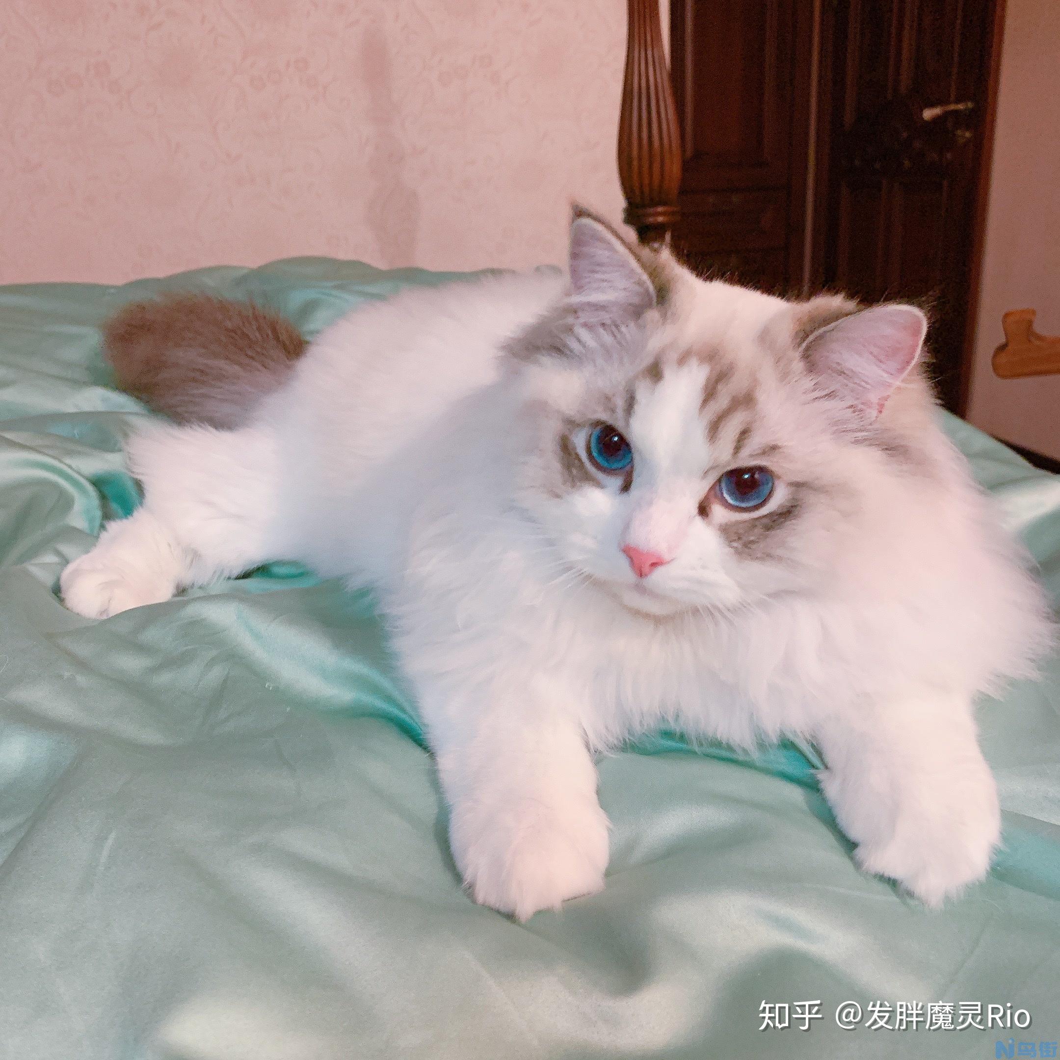 2个月的小猫一般多大？