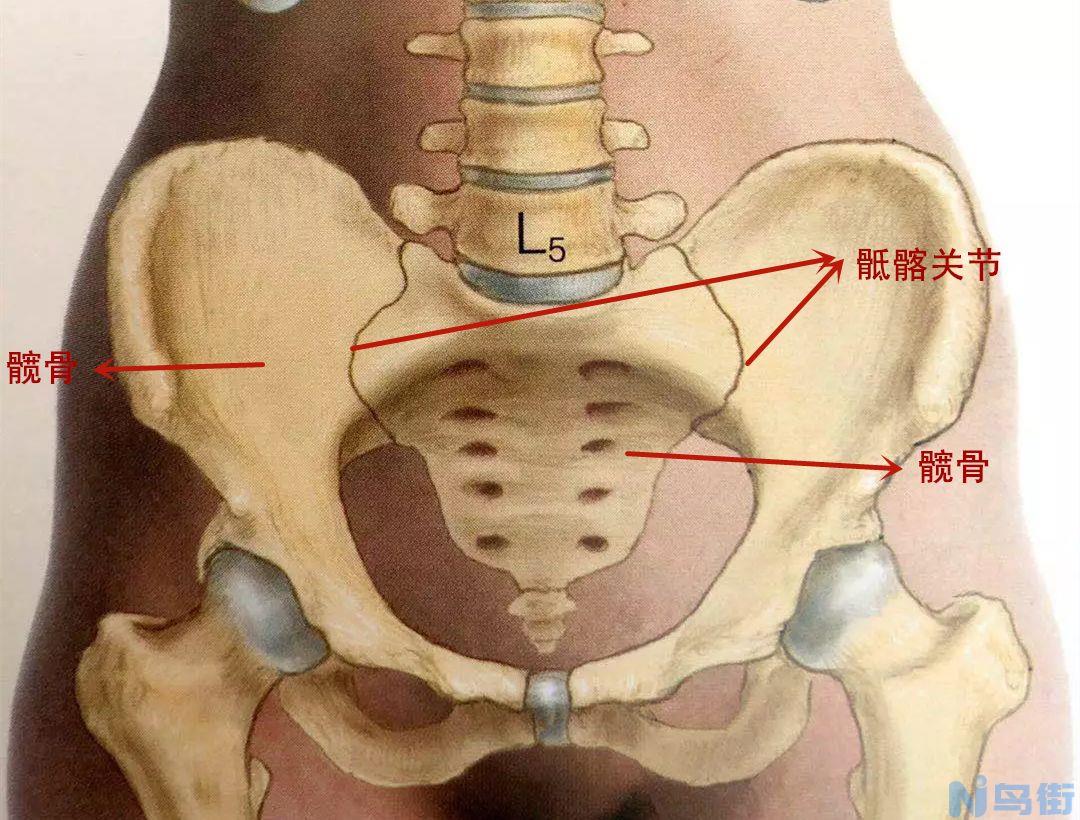 狗腰间盘突出怎么治疗？