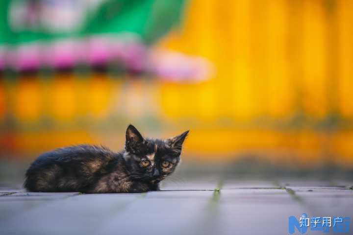 饲养长毛猫好还是短毛猫好