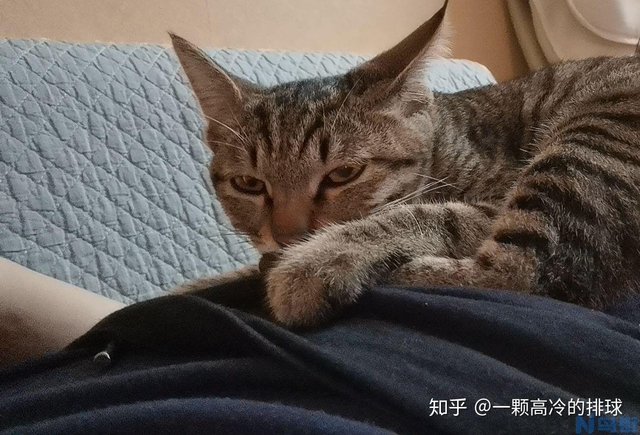 小奶猫不吸奶的原因？