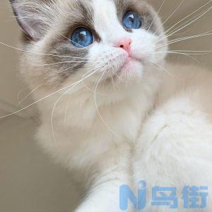 猫咪可以吃生鸡蛋吗？