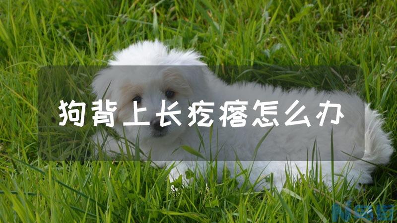 狗烂皮病怎么治疗？