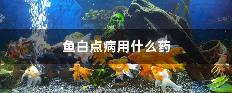 狗肚子有水怎么回事？