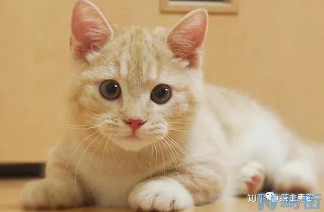 可以给猫吃猪肉么？