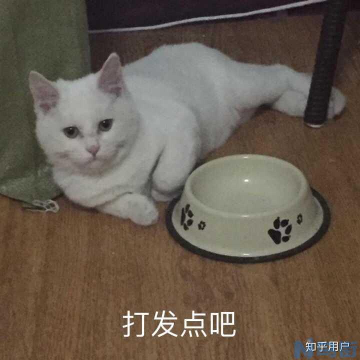 猫可以吃淀粉么？