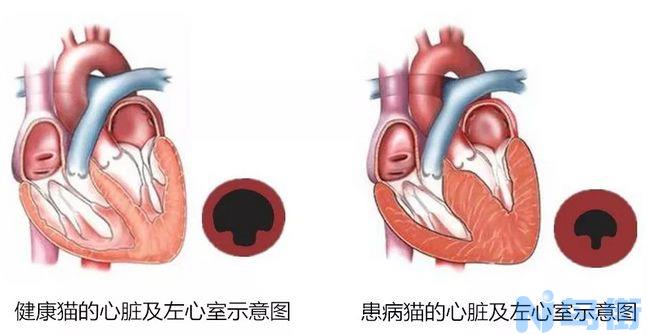 布偶猫基因检查？