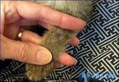 猫后腿毛黄？