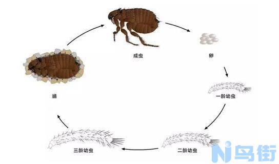 猫身上有跳蚤？