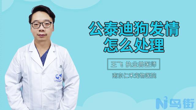 公泰迪狗发情怎么处理？