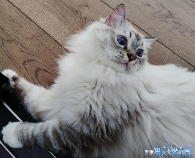 怎么和猫培养感情？