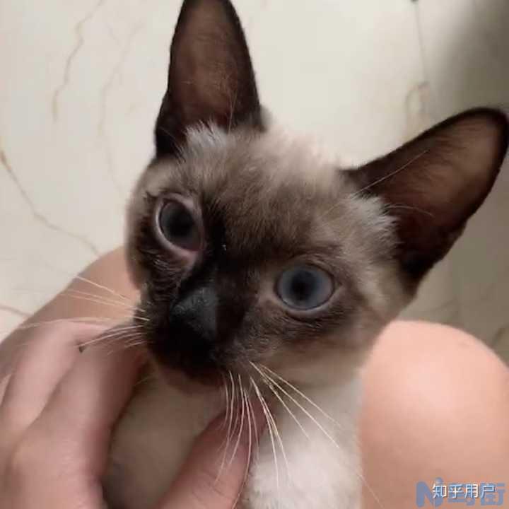 猫结膜炎？