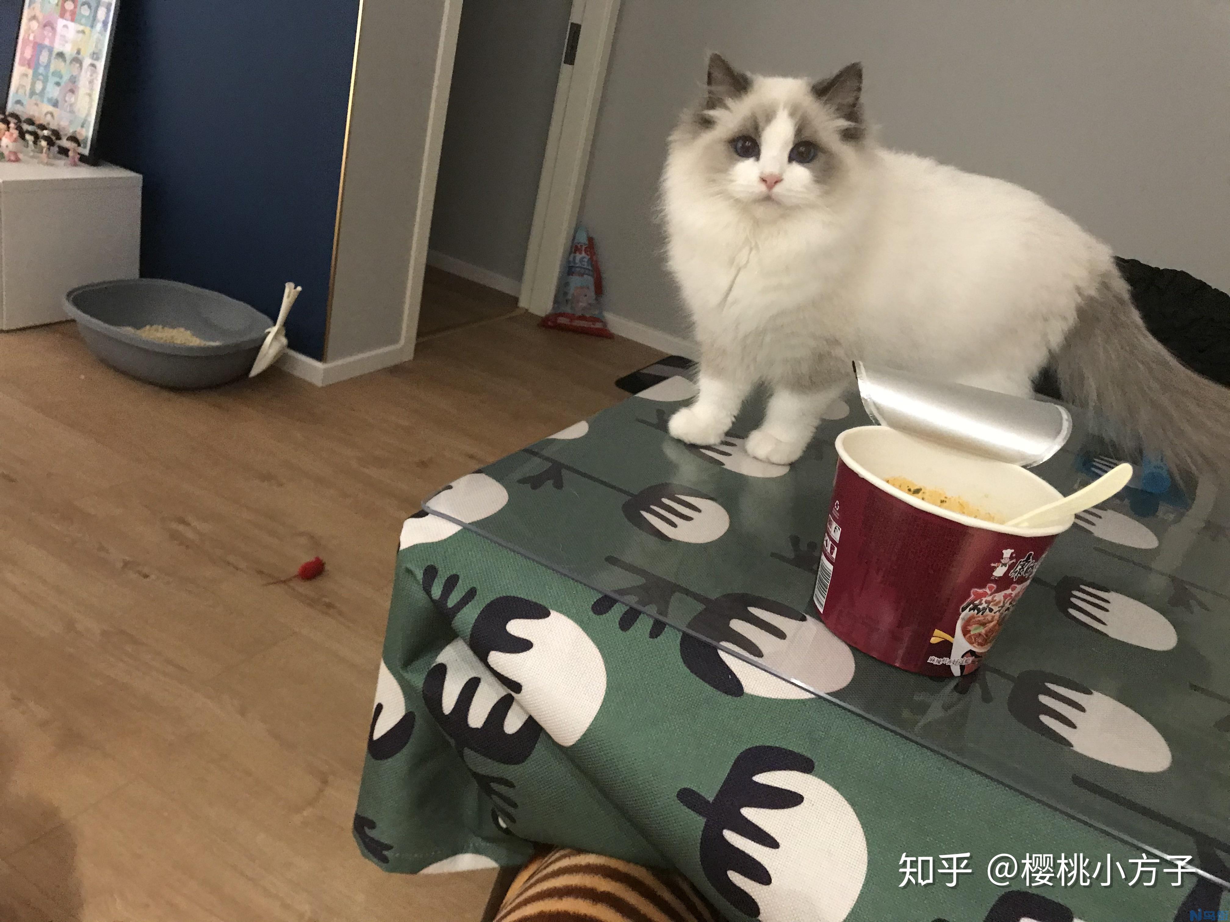 猫可以吃狗饼干吗？