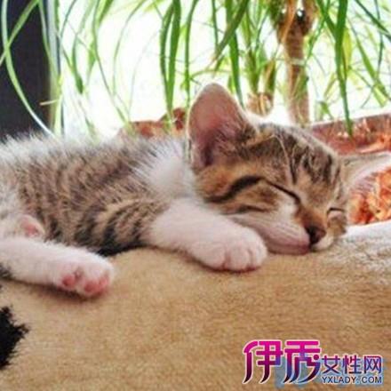 猫死了为什么挂树上？