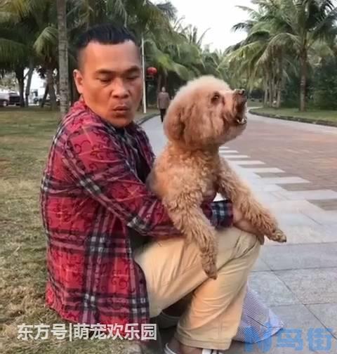 怎么训练泰迪站着走路？