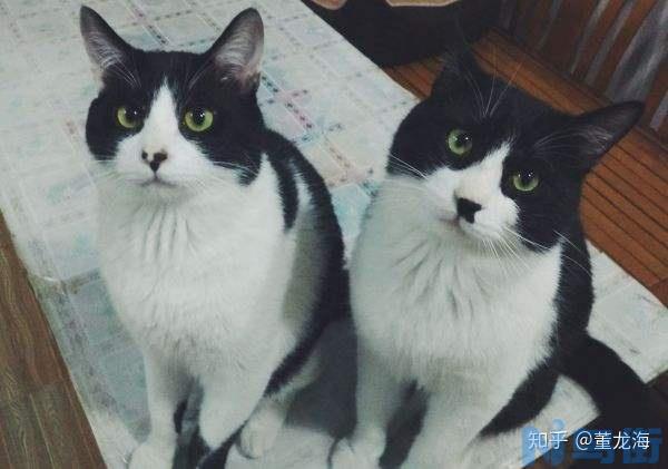 波斯猫的眼睛什么颜色？