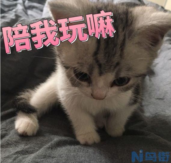 小猫能吃什么？