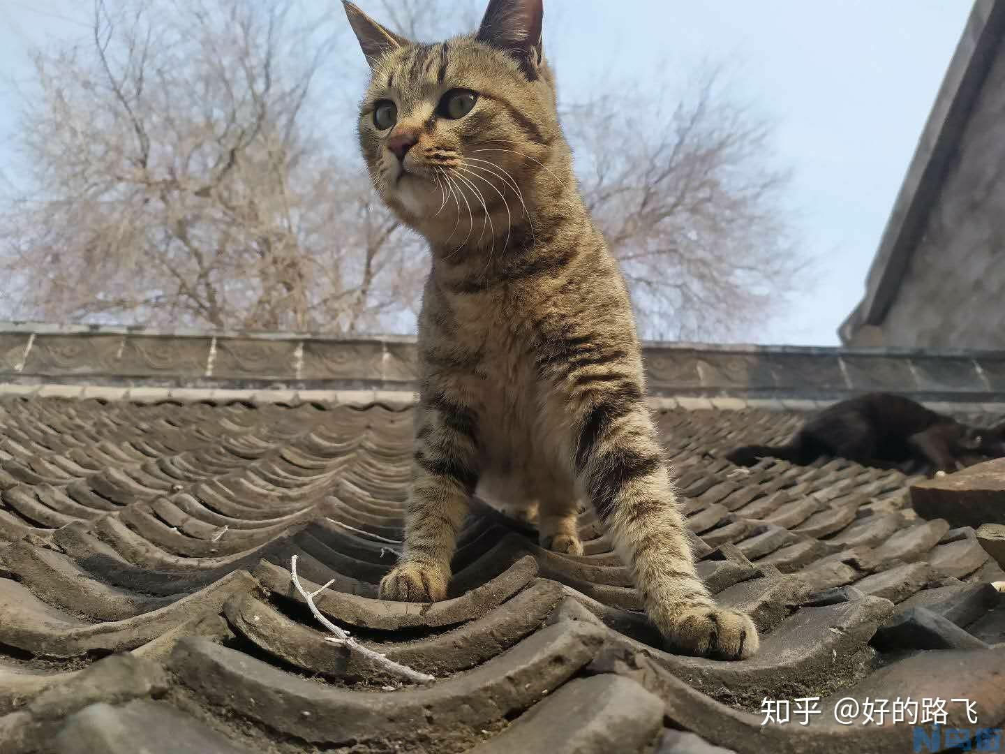 猫的后腿罗圈腿？