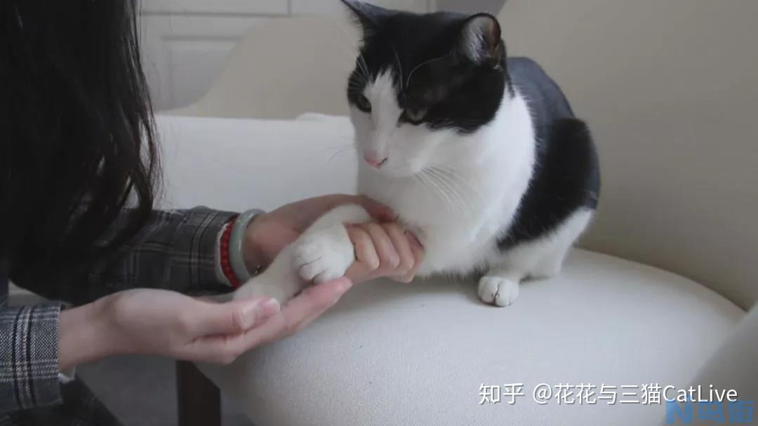 猫爪子烂了？