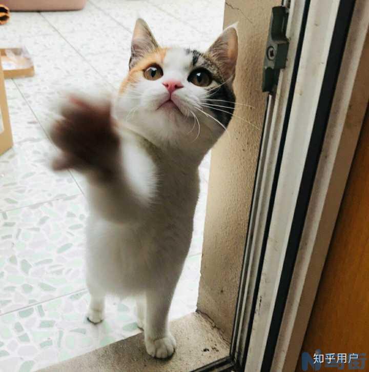 猫能养熟吗？