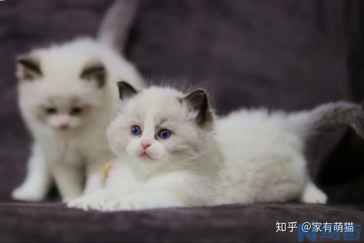 蓝猫颜色深好浅好？