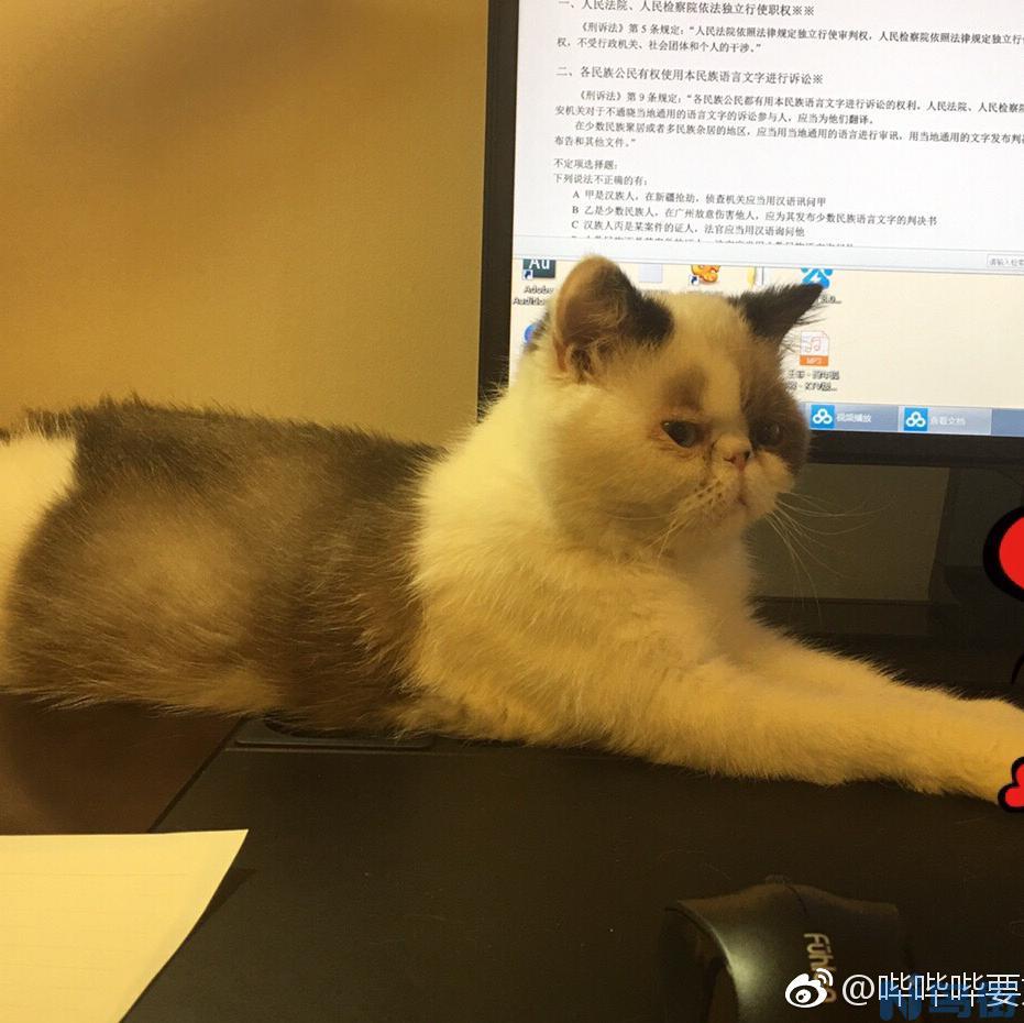 猫眼睛周围一圈红红的？