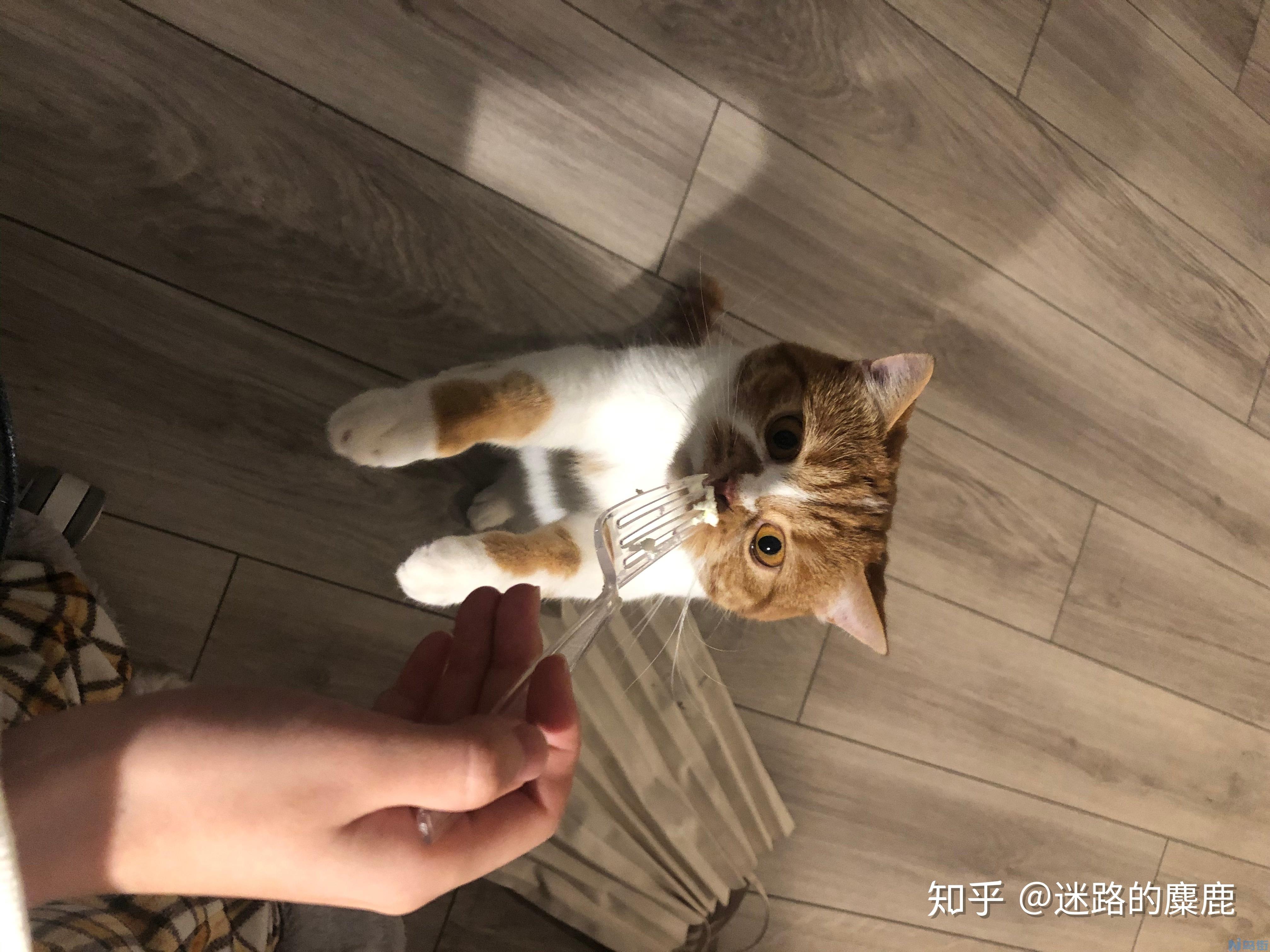 猫走路喜欢伸爪子？