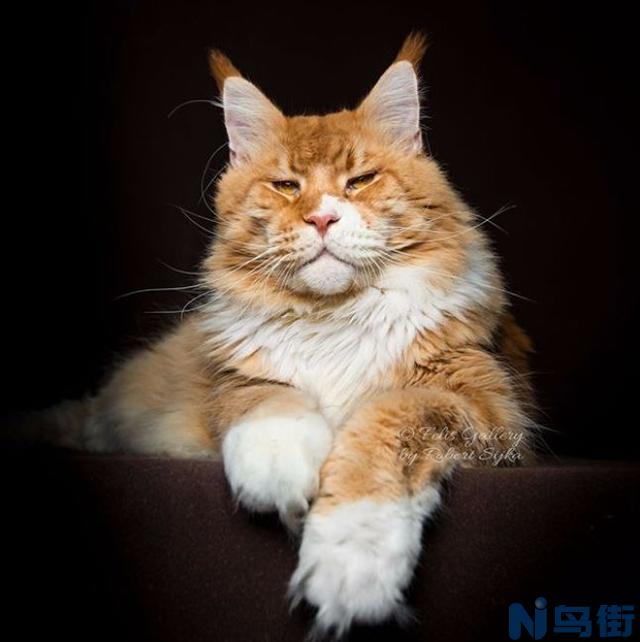 奶猫多大耳朵立起来？