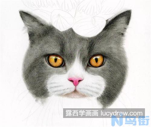 猫咪眼睛外圈红？